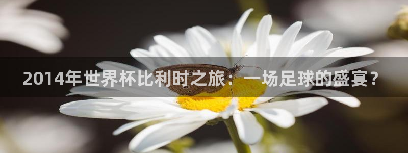 世界杯2026赛程时间表格：2014年世界杯比利时之旅：一场足球的盛宴？